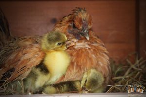 West of England Goslings