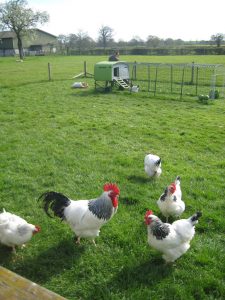 2016 light sussex flock