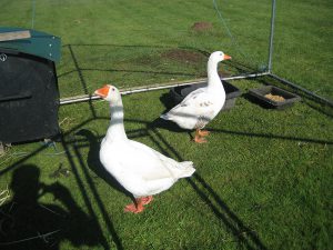 2016 west of england