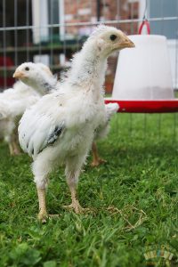 Light Sussex Chicks