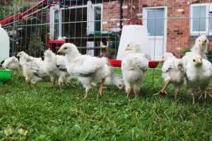 Light Sussex Chicks