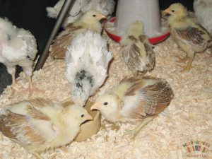 2016 marsh daisy chicks 3wks