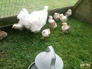 2016 marsh daisy chicks rob 3wks_rob_3wks