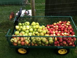 2016 cider 1c