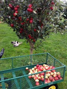 2016 cider 1d