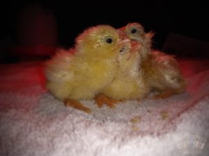 marsh daisy chicks