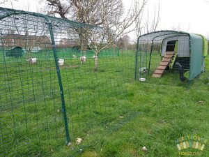 Eglu Cubes Run Halved