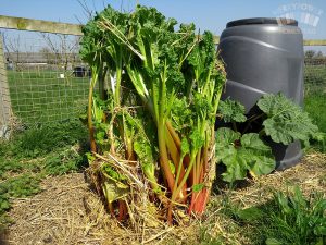 Forced rhubarb