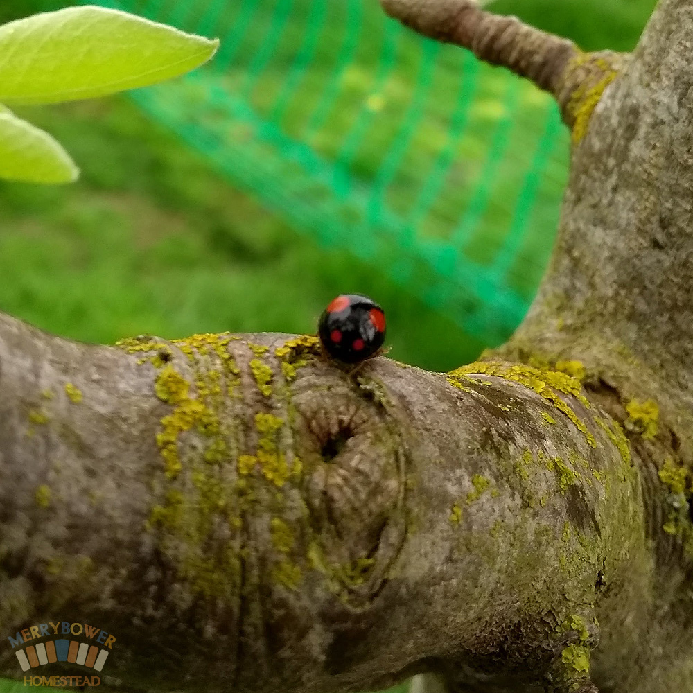 Harlequin (Harmonia axyridis spectabilis)
