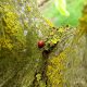 2-spot ladybird (Adalia 2-punctata)