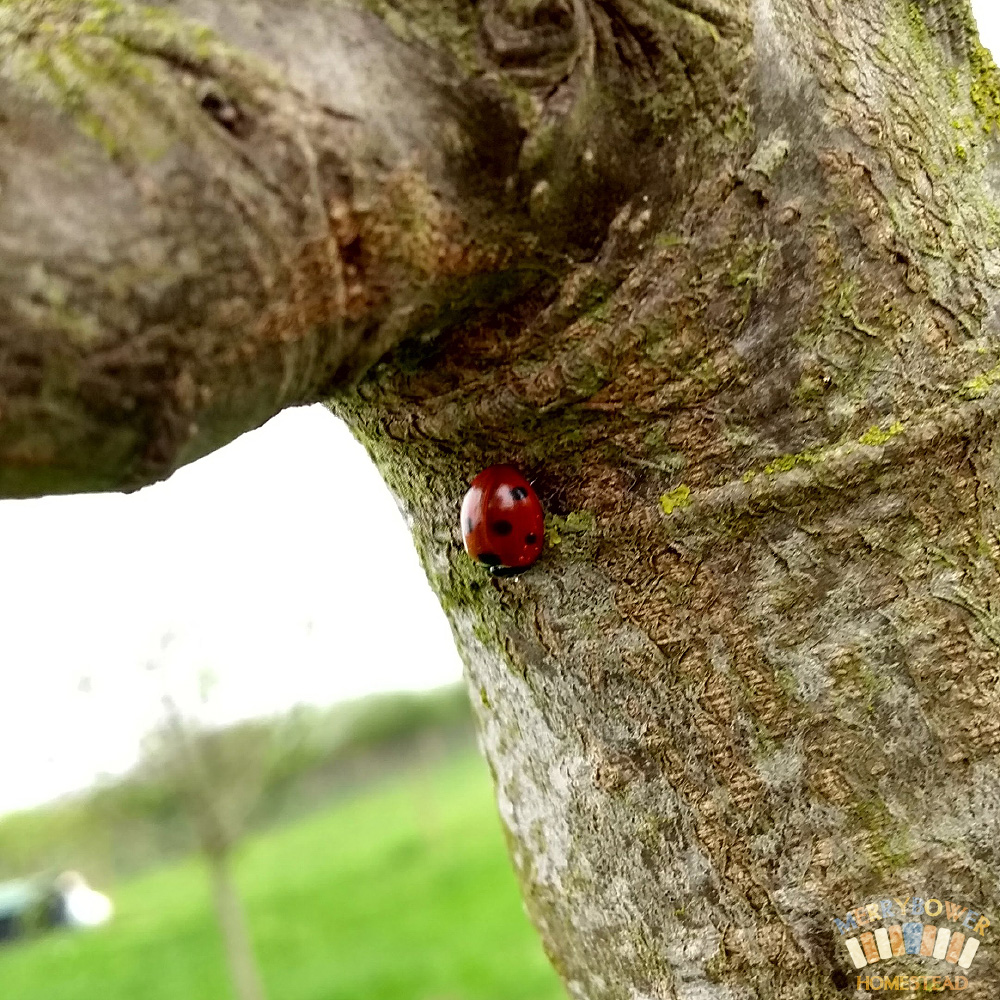7-Spot Ladybird (Coccinella septempunctata)