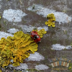Two Spot Ladybird (Adalia 2-punctata)