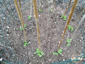 Blauwschokkers Pole Peas