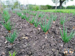 Red Sun shallots