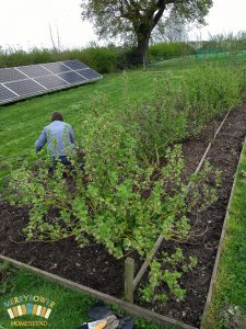 De-weeding strawberry runners