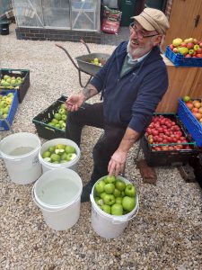 Rob busy apple sorting
