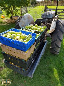 Apple Haul No.2