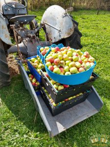 Apple Haul No.1