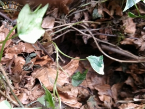 Hedgehog Nest