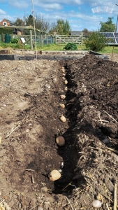 Main Crop Potatoes