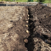 Main Crop Potatoes